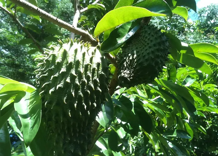 Bed & Breakfast The Orchard Grand Anse (Mahe)